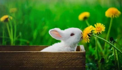 APP下载：一键开启高效生活的新入口